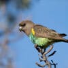 A wild Meyer's Parrot perches atop a tree
