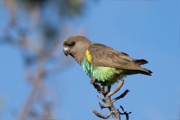 A wild Meyer's Parrot perches atop a tree