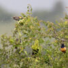 Wild Meyer's Parrots perch in a bush surrounded by insects and starlings