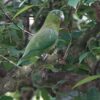 A wild Mindoro Racquet-tailed Parrot perches in a tree