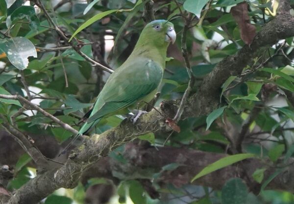 A wild Mindoro Racquet-tailed Parrot perches in a tree