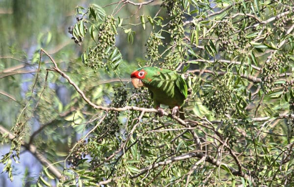 A wild Mitred Conue perches in a tree