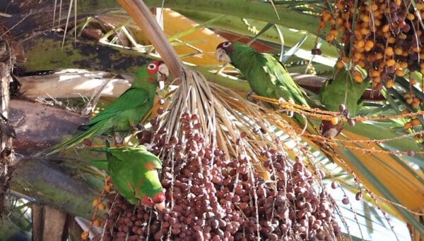 Wild Mitred Conures forage for palm fruits