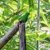 A wild Moluccan Hanging Parrot perches on a broken snag