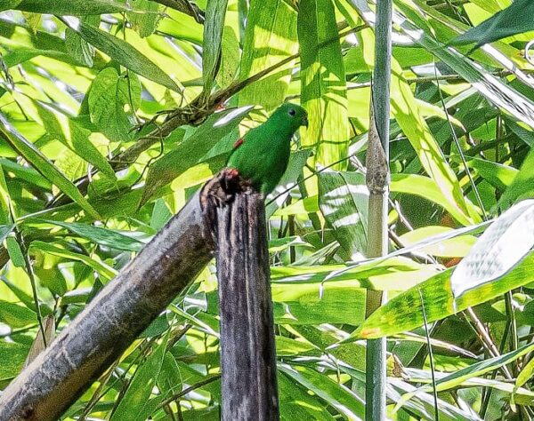 A wild Moluccan Hanging Parrot perches on a broken snag