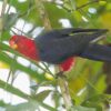 A wild Moluccan King Parrot perches in a tree