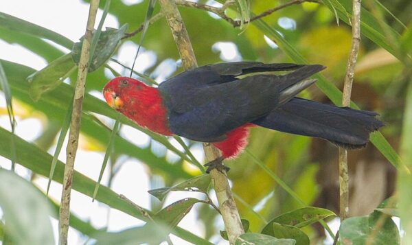 A wild Moluccan King Parrot perches in a tree
