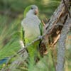 A wild Monk Parakeet perches in a tree