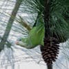 A wild Monk Parakeet perches on a branch