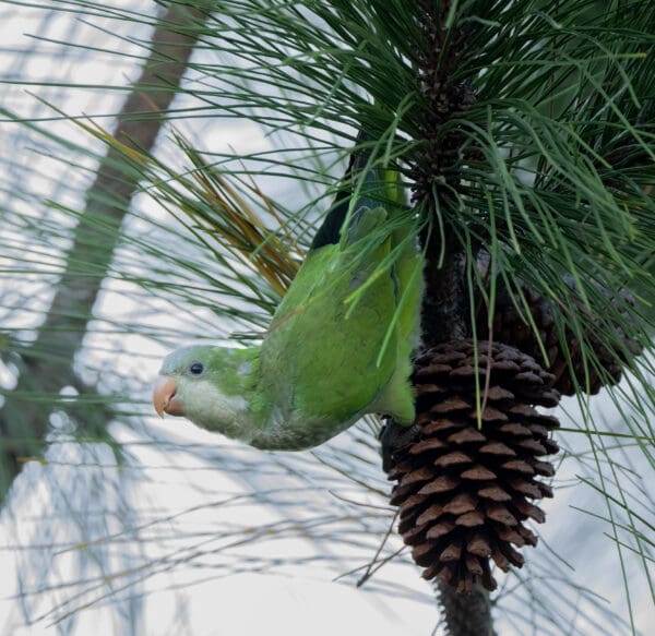 A wild Monk Parakeet perches on a branch