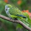 A wild Monk Parakeet perches on a branch
