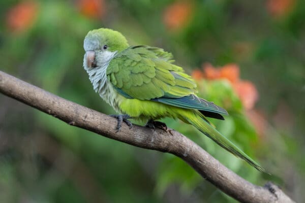A wild Monk Parakeet perches on a branch