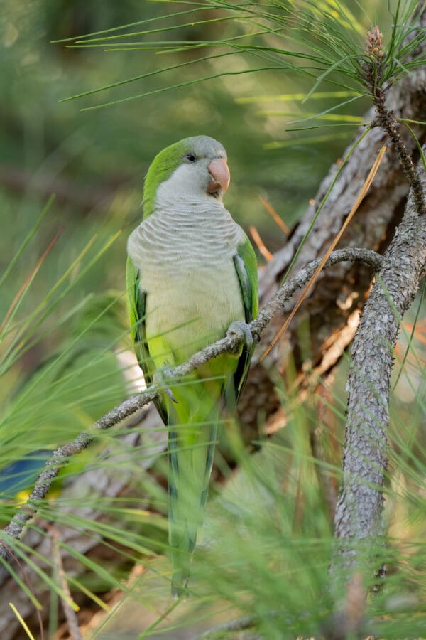 A wild Monk Parakeet perches in a tree