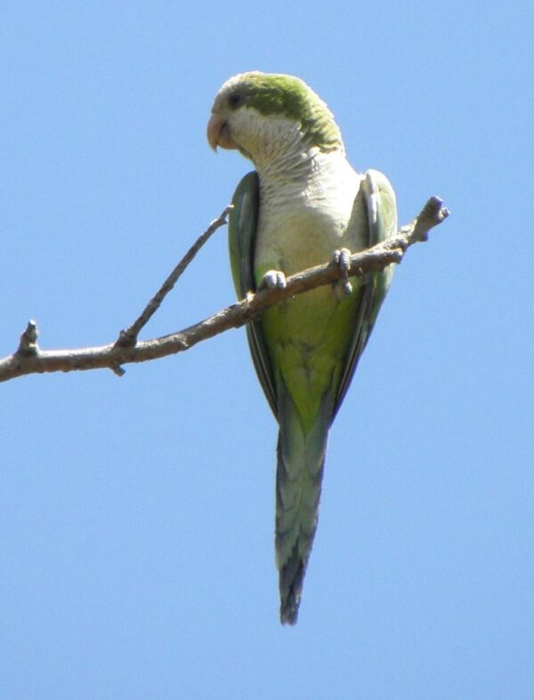 A wild Monk Parakeet perches on a twig