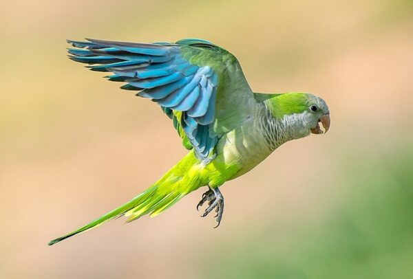 A wild Monk Parakeet in flight