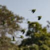 Wild Monk Parakeets in flight
