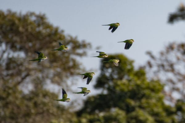 Wild Monk Parakeets in flight