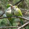 Wild Monk Parakeets perch on a branch