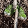 Wild Monk Parakeets cling to a nest