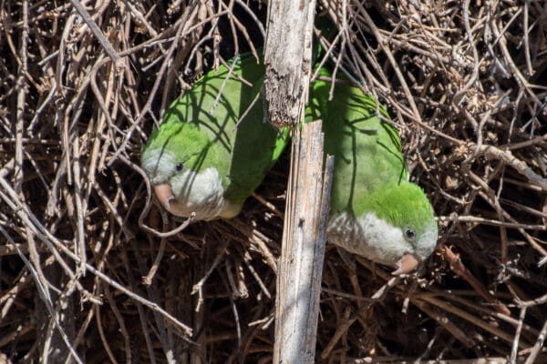 Wild Monk Parakeets cling to a nest