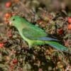 A wild Mountain Parakeet feeds on berries