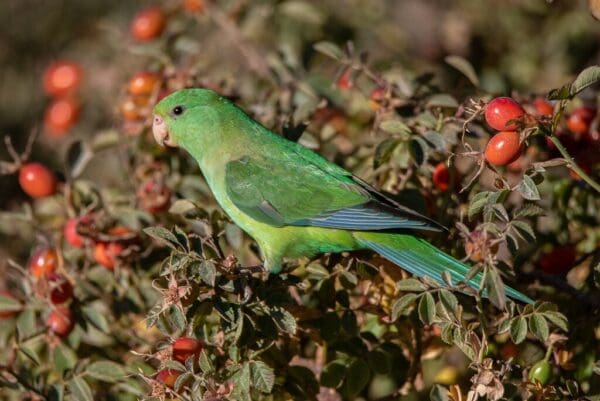 A wild Mountain Parakeet feeds on berries