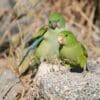 Wild Mountain Parakeets perch on a rock