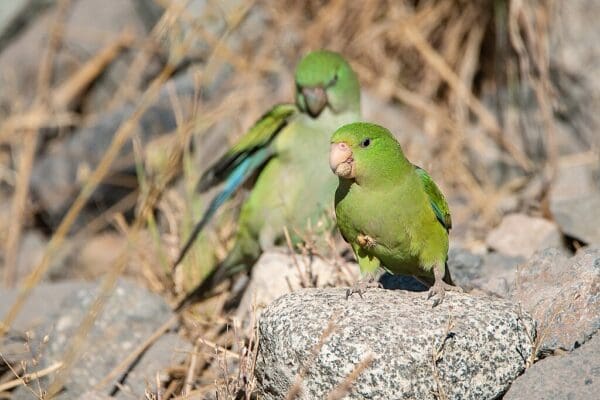 Wild Mountain Parakeets perch on a rock