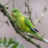 A wild Mountain Parakeet perches on a branch