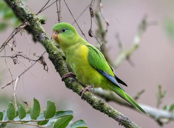 A wild Mountain Parakeet perches on a branch