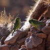 Wild Mountain Parakeets perch among the rocks