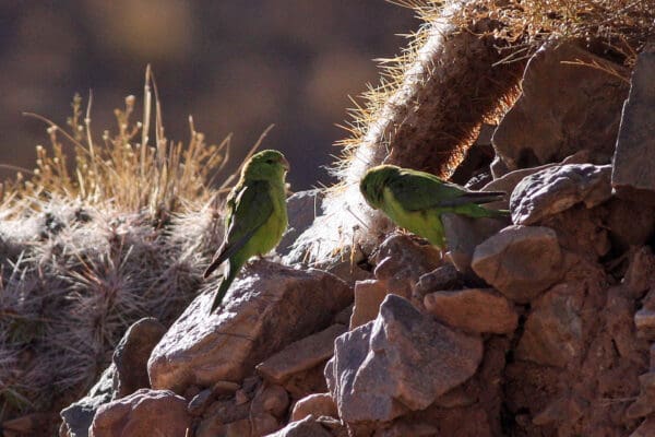 Wild Mountain Parakeets perch among the rocks