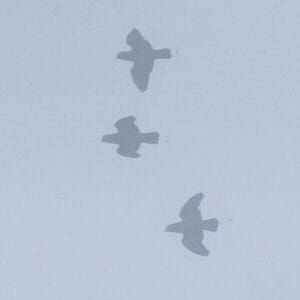 Wild Mountain Racquet-tailed Parrots in flight in the fog