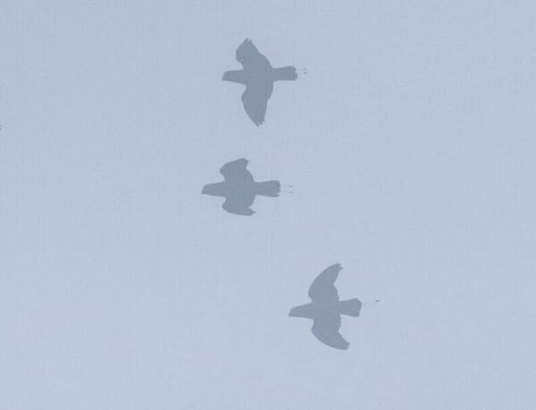Wild Mountain Racquet-tailed Parrots in flight in the fog
