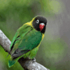 A Yellow-collared Lovebird perches on a branch