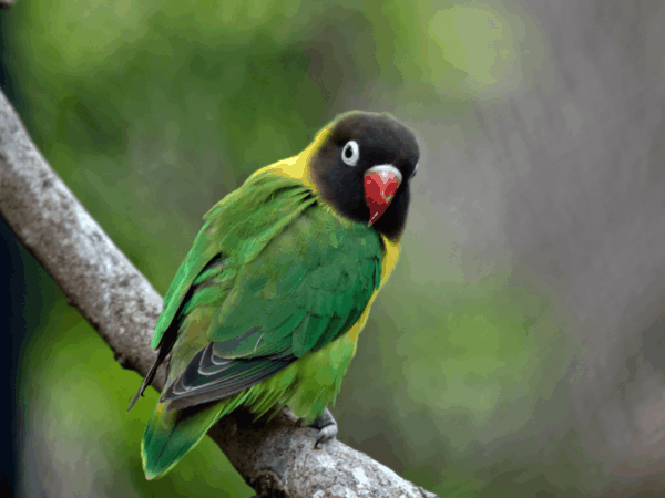 A Yellow-collared Lovebird perches on a branch