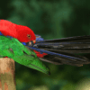 A wild Moluccan King Parrot preens the base of its tail