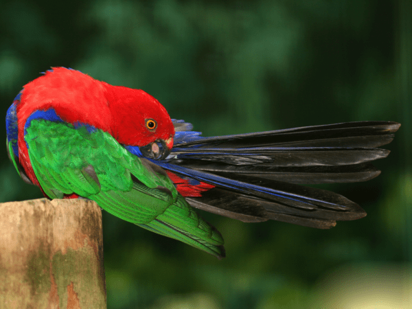 A wild Moluccan King Parrot preens the base of its tail