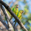 Wild Orange-fronted Conures perch on a branch