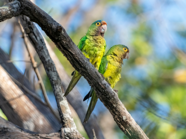 Wild Orange-fronted Conures perch on a branch