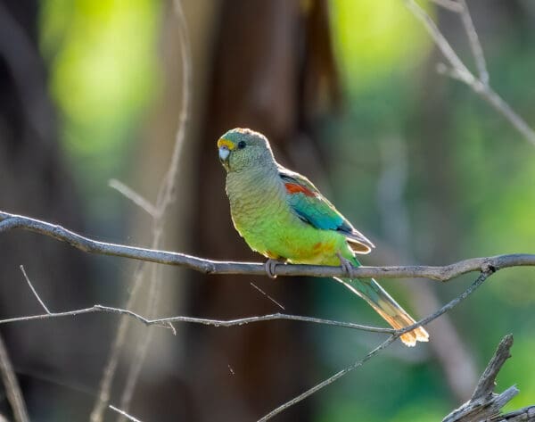 A wild Mulga Parrot perches on a branch