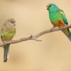 Wild Mulga Parrots, female left, male right, perch on a branch