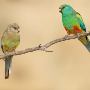 Wild Mulga Parrots, female left, male right, perch on a branch