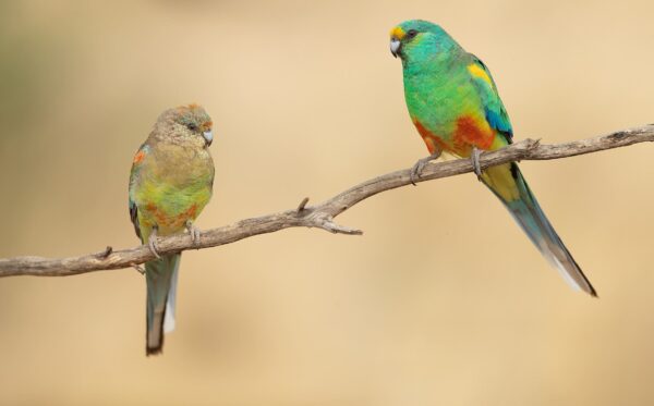Wild Mulga Parrots, female left, male right, perch on a branch