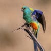 A wild Mulga Parrot shows its colours