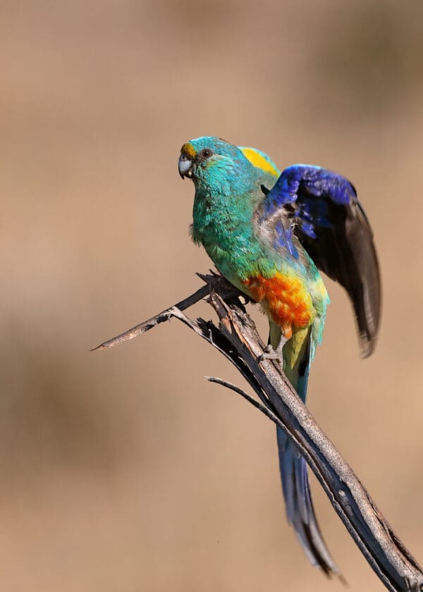 A wild Mulga Parrot shows its colours