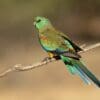 A wild male Mulga Parrot perches on a branch