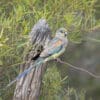 A wild immature/female Mulga Parrot perches on a twig