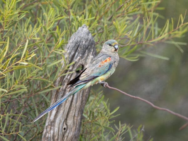 A wild immature/female Mulga Parrot perches on a twig