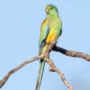A wild female Mulga Parrot perches on a branch